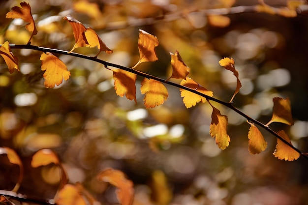 Immagine di un ramo con foglie gialle sullo sfondo di un parco