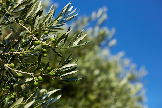 Immagine di un ramo di un albero di olio d'oliva