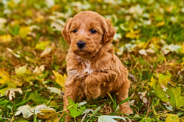 Immagine di un simpatico goldendoodle marrone con una zampa in alto nel campo delle foglie autunnali