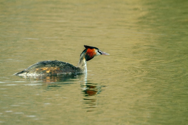 Immagine di un uccello selvatico animale Podiceps cristatus che galleggia sull'acqua