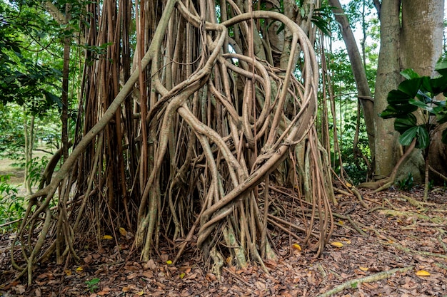 Immagine di un vecchio albero con grandi radici e tronco unici
