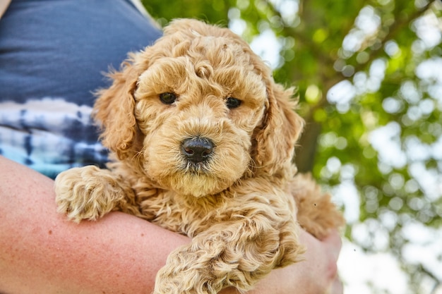 Immagine di una donna che tiene in braccio un cucciolo di Goldendoodle