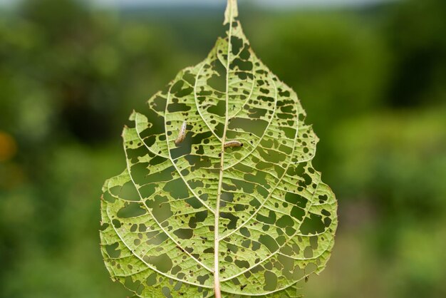 Immagine di una foglia di actinidia con i buchi mangiata dai bruchi due bruchi mangiano la foglia