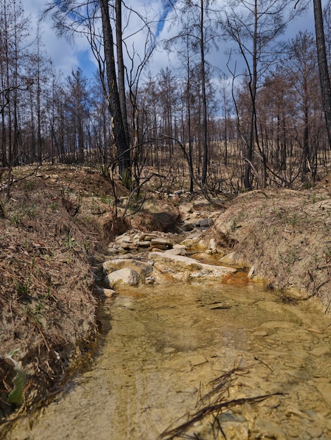 Immagine di una foresta dopo un incendio