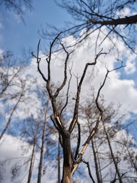 Immagine di una foresta dopo un incendio