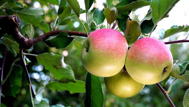 immagine di una mela matura nel frutteto pronta per la raccolta. Colpo mattutino