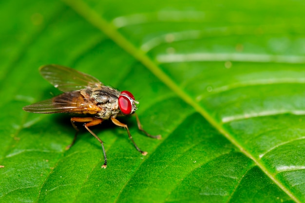 Immagine di una mosca (Diptera) su foglie verdi. Insetto. Animale