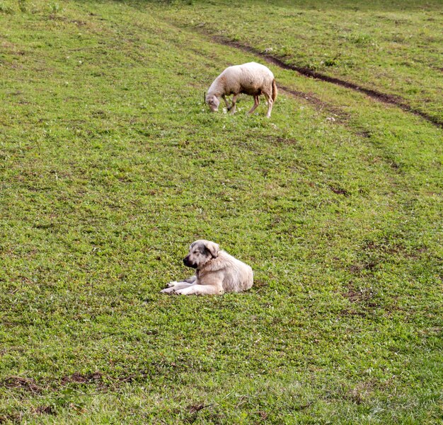 immagine di una pecora su un prato animale domestico tema