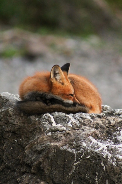 Immagine di una singola volpe addormentata arancione sulle rocce.