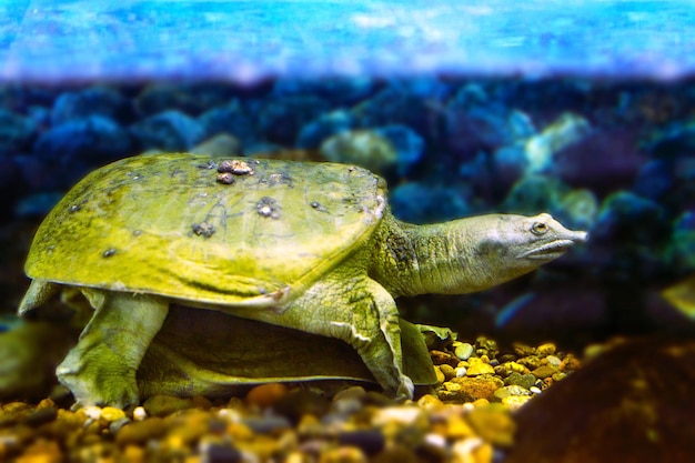 Immagine di una tartaruga dal guscio molle cinese esotica d'acqua dolce