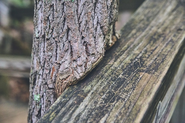 Immagine di una vecchia ringhiera in legno con un albero che cresce intorno ad essa