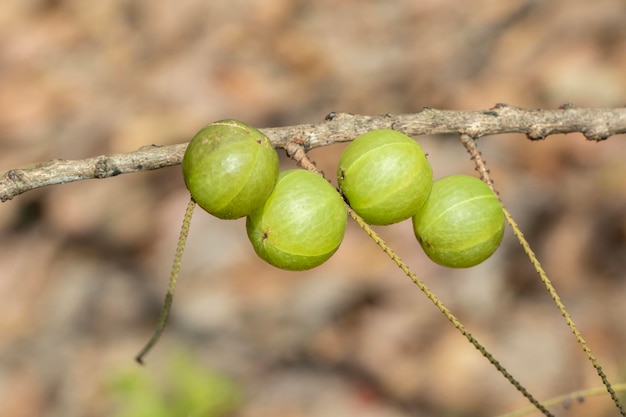 Immagine di uva spina indiana fresca sull'albero Frutti verdi ad alto contenuto di vitamine