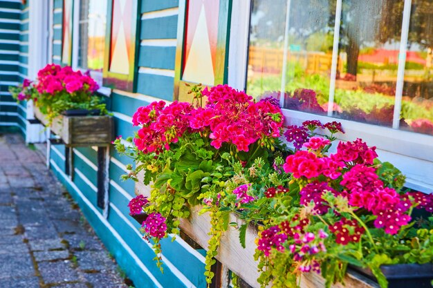 Immagine di vasi da fiori Window pieni di vivaci fiori rosa