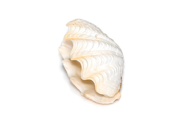Immagine di vongole conchiglie perlate su sfondo bianco Animali sottomarini Conchiglie di mare