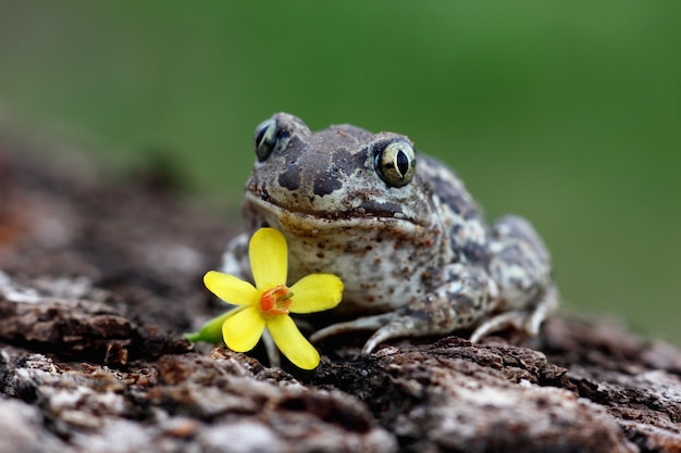 Immagine divertente di una rana con un fiore e occhi espressivi su uno sfondo naturale sfocato
