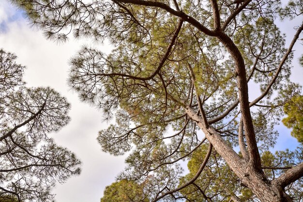 Immagine foto di Green High Pine Tree View