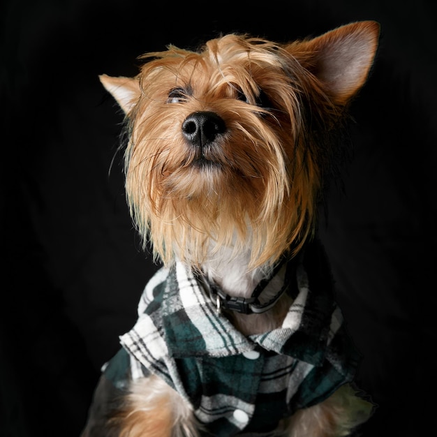 Immagine frontale di un cane Yorkshire Terrier dorato si erge su sfondo nero