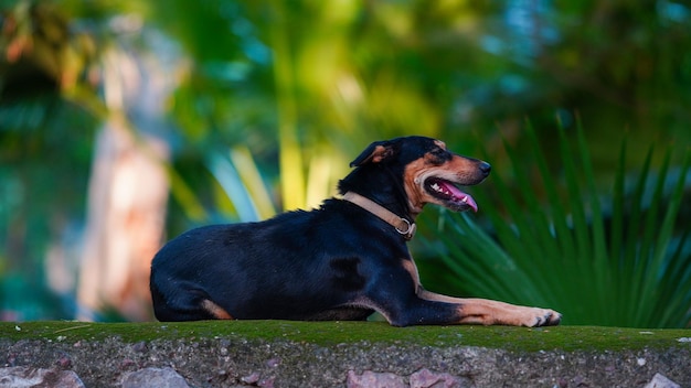 Immagine HD del cane che attacca la lingua