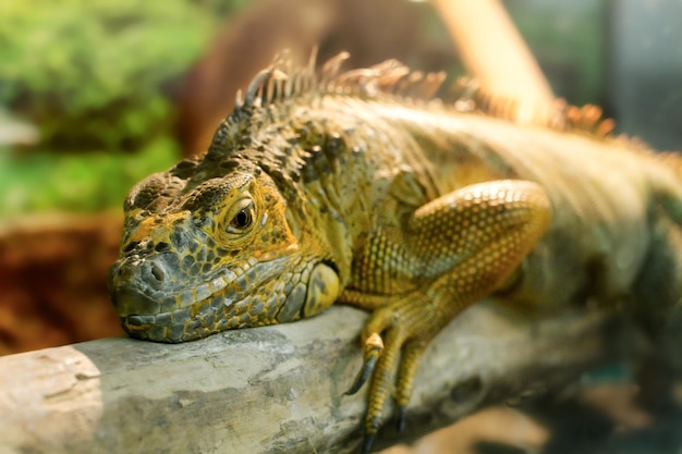 Immagine iguana che dorme su un grosso ramo