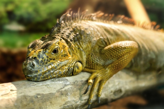 Immagine iguana che dorme su un grosso ramo