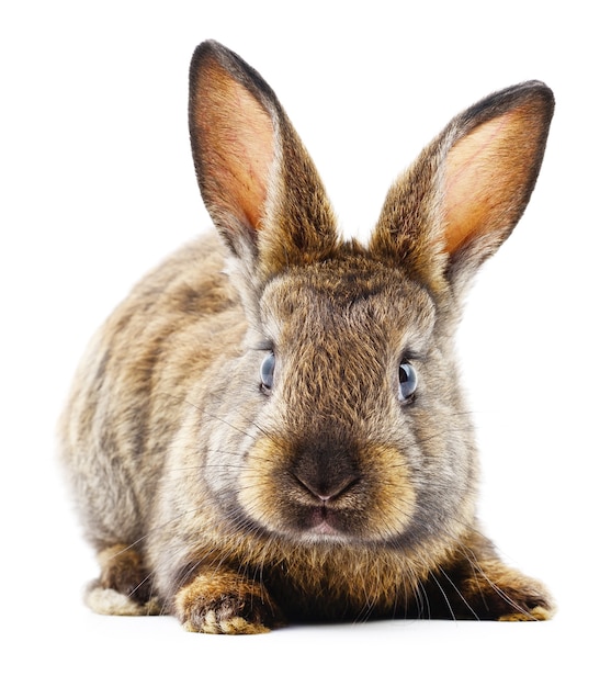 Immagine isolata di un coniglio di coniglietto marrone.