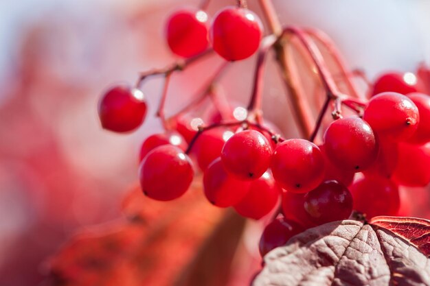 Immagine macro di bacche di viburno rosso, piccola profondità di campo. Bella natura autunnale