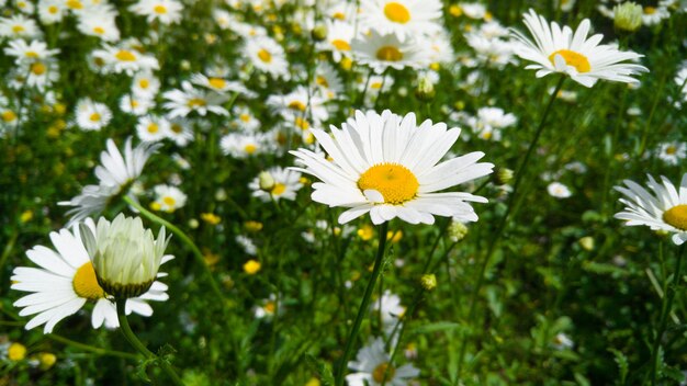 Immagine macro di bellissimo prato nel parco coperto con un sacco di fiori di camomilla in una luminosa giornata di sole. Sfondo naturale perfetto con parco in fiore