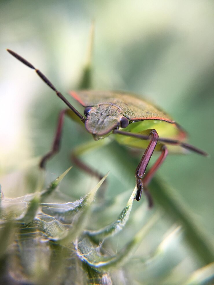 Foto immagine macro di coleottero sulla pianta