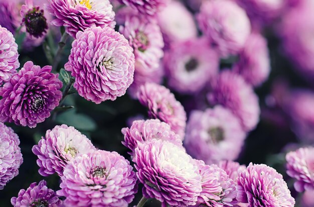 Immagine macro di fiori di crisantemo rosa, sfondo floreale