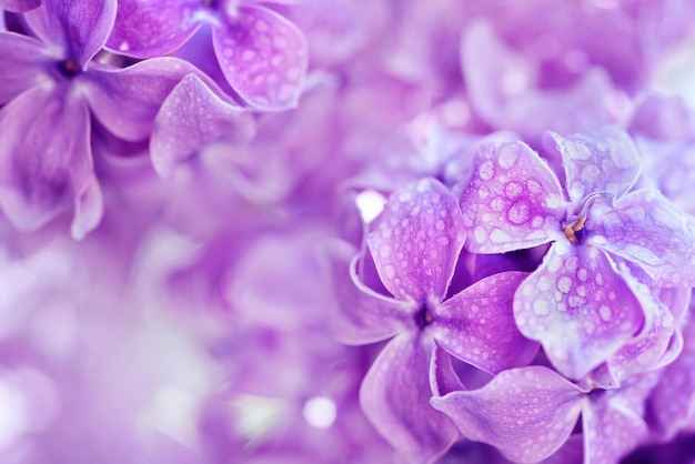 Immagine macro di fiori lilla viola morbidi primaverili con gocce d'acqua sfondo floreale stagionale naturale Può essere utilizzato come biglietto di auguri con spazio per la copia