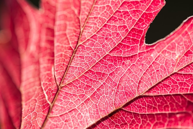 Immagine macro di foglia rossa, piccola profondità di campo.