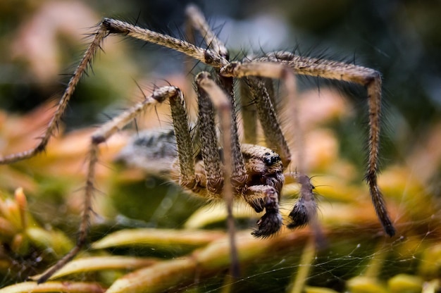 Immagine macro di un ragno sulla pianta