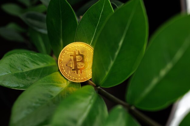 Immagine macro di una moneta d'oro bitcoin che poggia sui rami di un albero di un dollaro vicino alle foglie