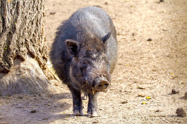 immagine mammifero maiale domestico in un recinto nero