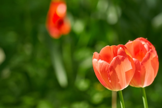 Immagine morbida di bello tulipano rosso su verde