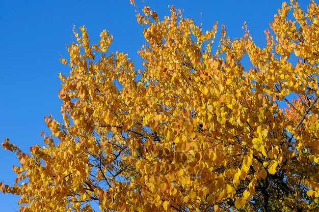 Immagine naturale della pittura autunnale nella città di foglie gialle e rosse sui rami degli alberi contro un cielo blu