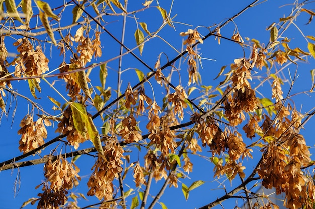 Immagine naturale della pittura autunnale nella città di semi di acero essiccati gialli su un ramo contro un cielo blu