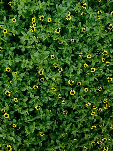 Immagine naturale di un bel fogliame verde fresco e piccoli fiori gialli nella calda giornata di sole