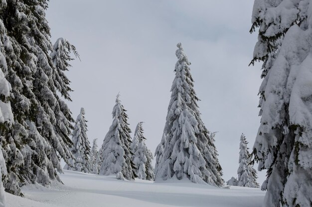 Immagine panoramica dell'albero di abeti rossi innevati Giornata gelida calma scena invernale Foresta di Natale