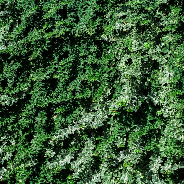 Immagine quadrata naturale del contesto del fogliame verde