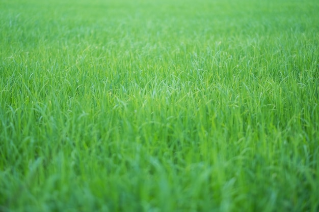 Immagine ravvicinata del campo di riso nella stagione verde