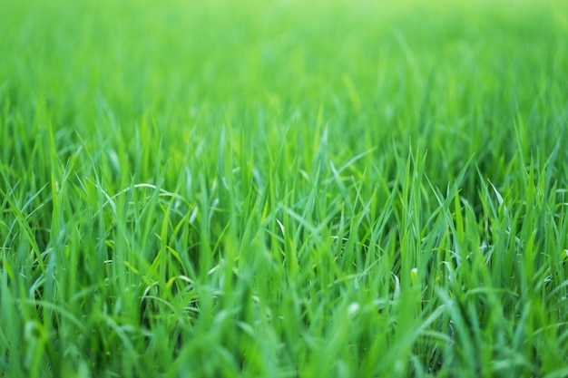 Immagine ravvicinata del campo di riso nella stagione verde