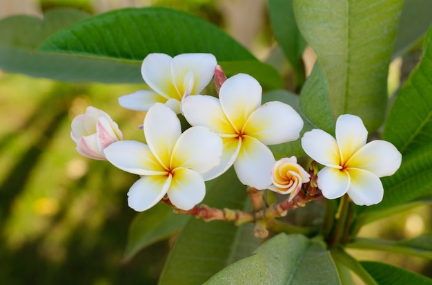 Immagine ravvicinata del fiore tropicale, sfondo della natura