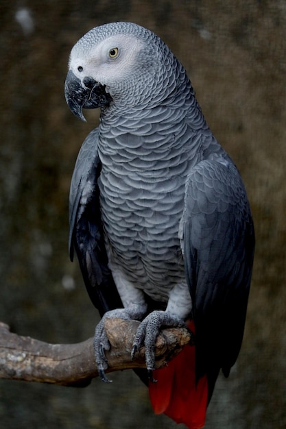 Immagine ravvicinata del pappagallo grigio africano