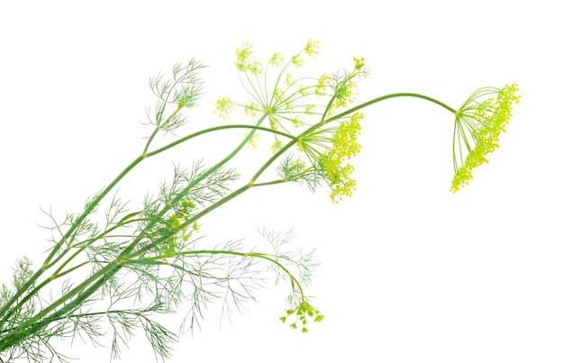 Immagine ravvicinata del ramo di foglie di erbe aromatiche aneto verde fresco