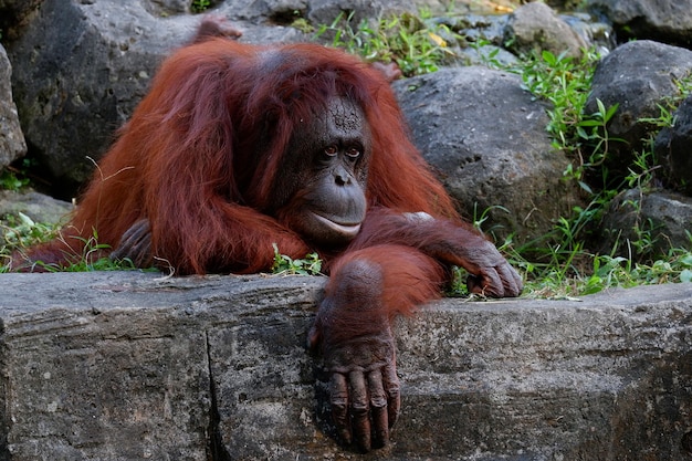 Immagine ravvicinata dell'orangutan femmina