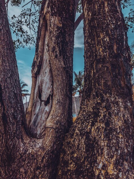 Immagine ravvicinata della corteccia del tronco d'albero sullo sfondo del paesaggio marino e delle palme Storie in formato verticale