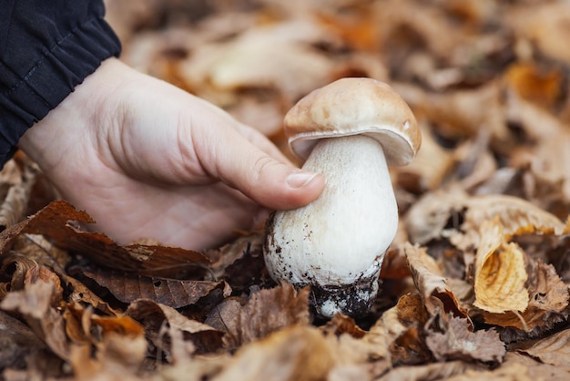 Immagine ravvicinata della mano di una ragazza che raccoglie funghi porcini