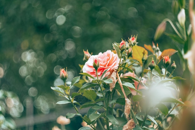Immagine ravvicinata della pianta rosa del fiore della grande rosa di Gartenspass Floribunda su sfondo verde sfocato fuori fuoco