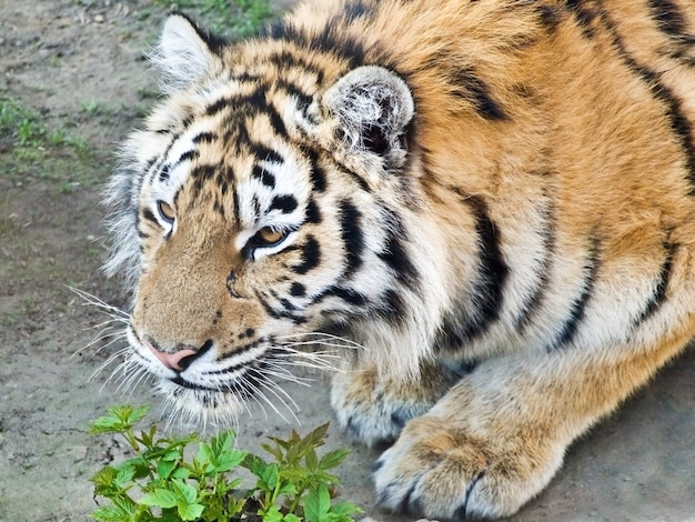 Immagine ravvicinata della testa di tigre allo zoo